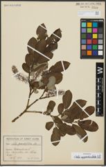 Foto von Salix appendiculata Vill.